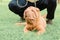 A beautiful sharpei puppy lies on the green grass in the park on a leash near the owner