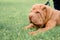 A beautiful sharpei puppy lies on the green grass in the park on a leash near the owner