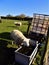 Beautiful Sheep Drinking Water @Crookham, Northumberland, England
