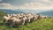 Beautiful sheep herd in grass field on the hill, AI generated