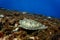 Beautiful shell of Hawks bill turtle eretmochelys imbricata eating coral