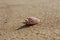 Beautiful shell lying alone on a deserted clean beach