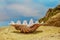 Beautiful shell lying on the beach against the blue sky and mountains.