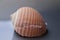 Beautiful Shell of Sea Clam