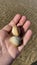 Beautiful shells on the beach in Arromanches-les-Bains