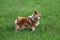 Beautiful sheltie dog is standing in the garden