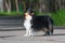 Beautiful Sheltie Scottish Sheepdog walks and performs dog training stunts in the park