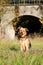 Beautiful shepherd dog is sitting on a field in front of a bridge