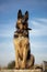 beautiful shepherd dog sitting on a stone in the field