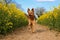 A beautiful shepherd mixed dog runs in a track in the rape seed field