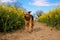 A beautiful shepherd mixed dog runs in a track in the rape seed field