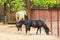 Beautiful Shetland pony in paddock