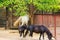 Beautiful Shetland pony in paddock