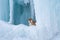 Beautiful shiba inu dog lying in front of icefall. Red Shiba dog is lying in the cave