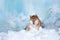 Beautiful shiba inu dog lying in front of icefall. Red Shiba dog is lying in the cave