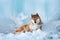 Beautiful shiba inu dog lying in front of icefall. Red Shiba dog is lying in the cave