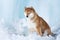 Beautiful shiba inu dog sitting in front of icefall. Red Shiba dog is lying in the cave