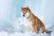 Beautiful shiba inu dog sitting in front of icefall. Red Shiba dog is lying in the cave