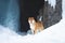 Beautiful shiba inu dog standing in front of icefall. Red Shiba dog is standing in the ice cave