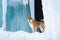 Beautiful shiba inu dog standing in front of icefall. Red Shiba dog is standing in the ice cave