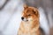 Beautiful Shiba Inu Dog in the winter forest