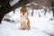 Beautiful shiba inu male dog sitting in the forest in winter. Japanese shiba inu dog in the snow