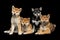 Beautiful shiba inu puppies