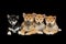 Beautiful shiba inu puppies