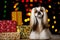 Beautiful shih-tzu dog with Christmas presents and bokeh