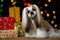 Beautiful shih-tzu dog with Christmas presents and bokeh