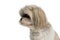 Beautiful shih tzu dog looking to the side