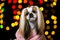 Beautiful shih-tzu dog portrait fashion style