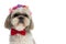 Beautiful shih tzu dog wearing flowers on head