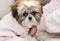 Beautiful shih tzu puppy looks offended in pink clothes