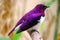 beautiful shimmering male violet-backed or amethyst starling (cinnyricinclus leucogaster) sitting on a branch