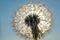 Beautiful shining dandelion in the sun. nature abstract background