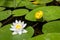 Beautiful shining lotus flower with yellow flower and dragonflis