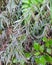 Beautiful shining water droplets on the  small weed