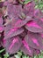 Beautiful shiso leaves grown in my gardens.