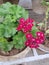 Beautiful shocking pink flower with green leaves and beautiful background nature outdoor photography