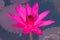 A beautiful, shocking pink, fully-bloomed lotus flower, in a pond in a lush Thai garden park.