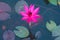 A beautiful, shocking pink, fully-bloomed lotus flower, in a pond in a lush Thai garden park.