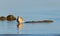 beautiful shorebird was on the beach area  DIli Timor Leste