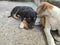 Beautiful Short Of Dog Puppies Playing. Happy Puppy Black Braun Cute Playful, Lovely Dog Looking Fun Outdoors, White Puppy Animal