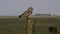 A beautiful Short-eared Owl Asio flammeus perched on a fence post.