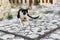 A beautiful short haired black and white cat with yellow eyes in the ancient sassi area of Matera Italy