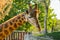 Beautiful short shot of a giraffe Giraffa camelopardalis rothschildi with the last rays of sun at sunset