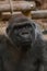 Beautiful short shot of a gorilla Troglodytes Gorilla looking at infinity
