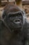 Beautiful short shot of a gorilla Troglodytes Gorilla looking at infinity