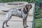 Beautiful shorthaired german pointer dog